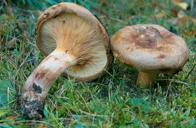 Вячеслав Степанов: Грибы Калужской области - Млечник серо-розовый  (Lactarius helvus )