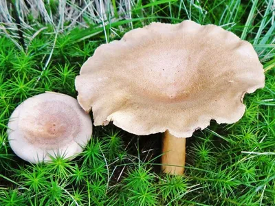 Млечник шиповатый (Lactarius spinosulus) – Грибы Сибири