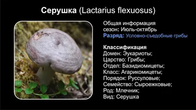 File:Lactarius trivialis 72087.jpg - Wikipedia