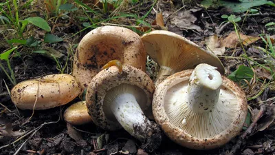 Млечник бурый - Lactarius lignyotus - Грибы Уломы Железной