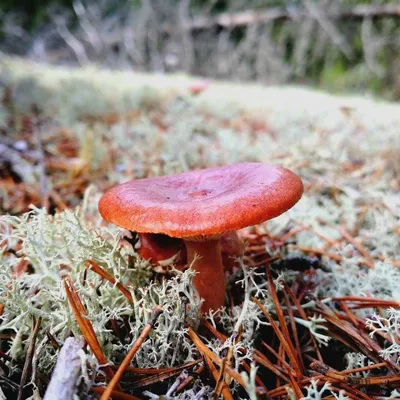 Млечник бурый (Lactarius lignyotus) - Picture Mushroom