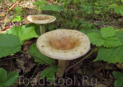 Млечник обыкновенный, Lactarius trivialis - Грибы Средней Полосы