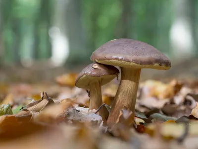 Польский гриб (моховик): как отличить от двойников? | Наталья Журкина | Дзен