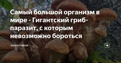 Самый большой организм в мире - Гигантский гриб-паразит, с которым  невозможно бороться | Книга грибов | Дзен