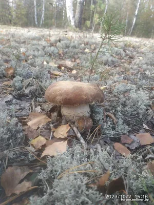 А что вы скажете про грибы? :) - Форум onliner.by