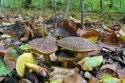 Ольховик гриб (50 фото) - 50 фото