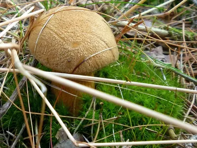 Ольховик гриб (50 фото) - 50 фото