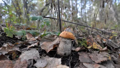 Не трогайте его: Во Владивостоке на дереве обнаружили смертельно ядовитый  гриб — Город В