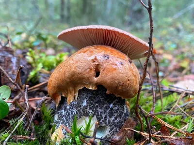 Весенние грибы! | Грибы и их виды (Поющий грибник) | Дзен