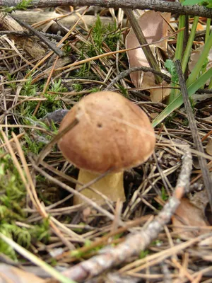Весенние грибы! | Грибы и их виды (Поющий грибник) | Дзен