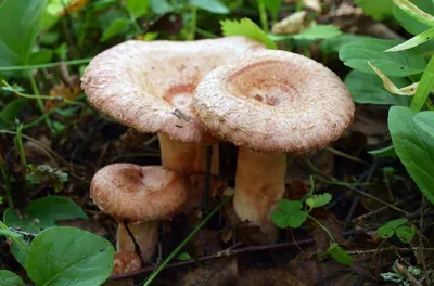 Свинушка ольховая или гриб ольховик (Paxillus filamentosus): фото и  описание гриба