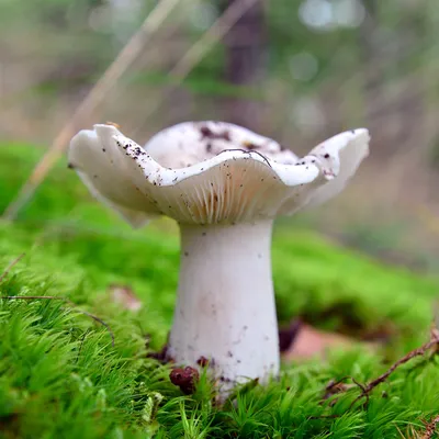 Рядовка белая (Tricholoma album) - Picture Mushroom