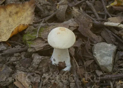 Tricholoma album, Рядовка белая