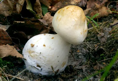 Tricholoma album, Рядовка белая