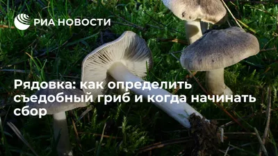 Tricholoma columbetta, Рядовка голубиная