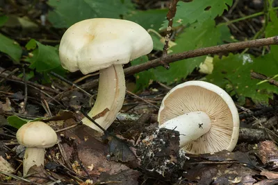 Рядовка частопластинковая (Tricholoma stiparophyllum) – Грибы Сибири