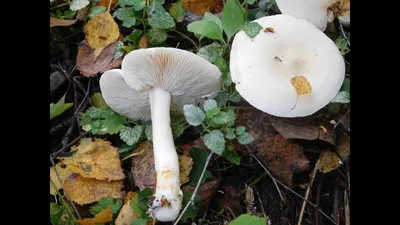 Рядовка белая (Tricholoma album) фото и описание