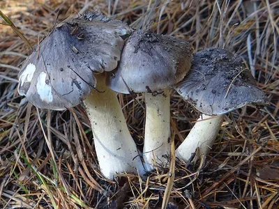 Рядовка белая (Tricholoma album). Фото на сайте \"Грибы Калужской области\"