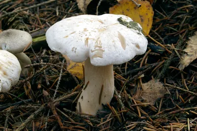 ЧТО ЗА ГРИБ!? Рядовка белая - Tricholoma album | Stuffed mushrooms,  Vegetables, Food