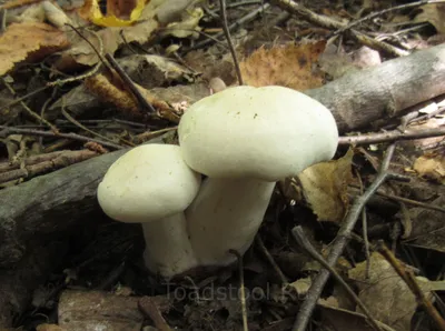 Рядовка голубиная (Tricholoma columbetta) фото и описание