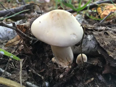 Мицелий Рядовки серой / Рядовка штриховатая (Tricholoma portentosum)