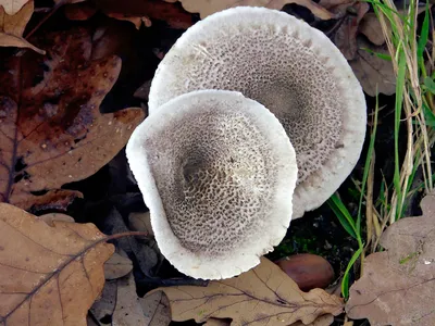 Мицелий Рядовки сросшейся / Лиофиллум сросшийся (Lyophyllum connatum)