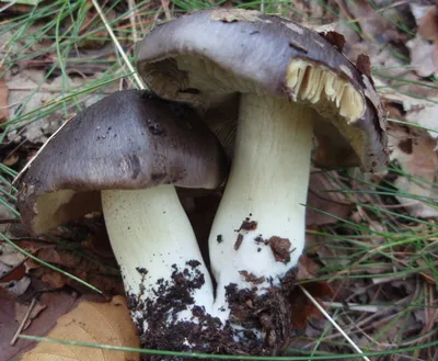 Tricholoma stiparophyllum, Рядовка частопластинчатая