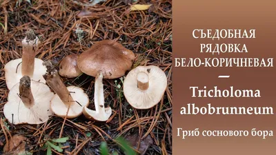 Рядовка белая (Tricholoma album). Фото на сайте \"Грибы Калужской области\"