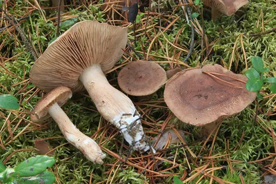 Рядовка серая (Tricholoma portentosum) – Грибы Сибири