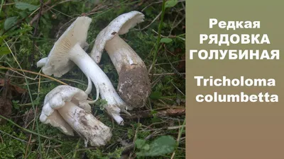 Съедобная Рядовка бело-коричневая - Tricholoma albobrunneum. Гриб соснового  бора. - YouTube