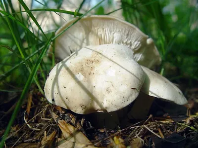 Рядовка серая, Tricholoma portentosum - Грибы Средней Полосы