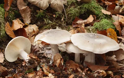 Рядовка чешуйчатая (Tricholoma imbricatum) – Грибы Сибири