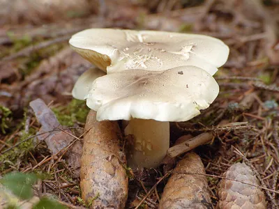 Рядовка голубиная - Tricholoma columbetta - Грибы Уломы Железной