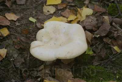 Рядовка голубиная (Tricholoma columbetta) – Грибы Сибири