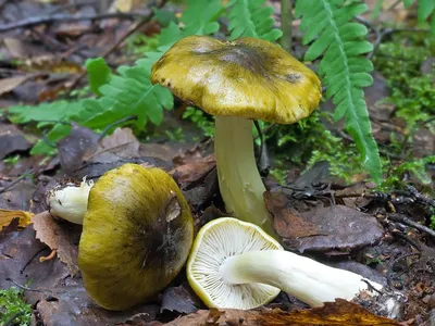 Tricholoma album, Рядовка белая