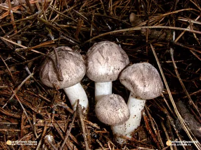 Рядовка белая (Tricholoma album). Фото на сайте \"Грибы Калужской области\"