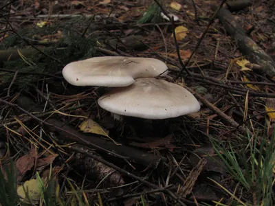 Вячеслав Степанов: Грибы Калужской области -Рядовка отличающаяся  (Tricholoma sejunctum)