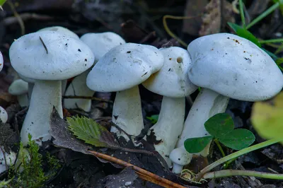 Рядовка белая (Tricholoma album). Фото на сайте \"Грибы Калужской области\"