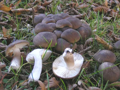 Грибы России (mushrooms of Russia) (Pilze Russland) - Рядовка белая  (ядовита)