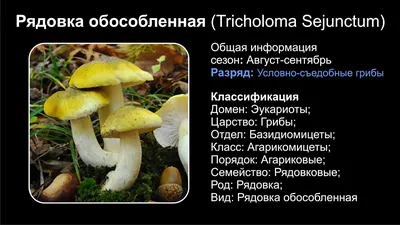 Рядовка сросшаяся (Leucocybe connata) - Picture Mushroom