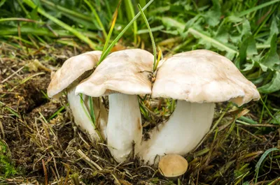 Рядовка белая (Tricholoma album). Фото на сайте \"Грибы Калужской области\"