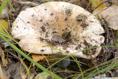 Russula delica, Подгруздок белый (сухой груздь)