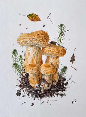 Мицелий Подгруздка белого (Сухого груздя), Russula delica 100г.  (ID#916322447), цена: 128 ₴, купить на Prom.ua