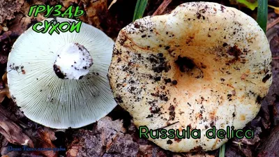 Мицелий Подгруздка белого / Груздь сухой (Russula delica)