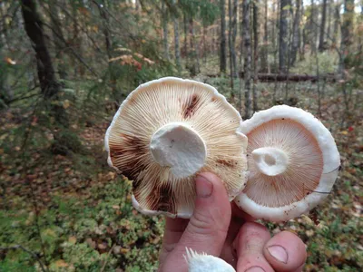 Мицелий Подгруздка белого / Груздь сухой (Russula delica)