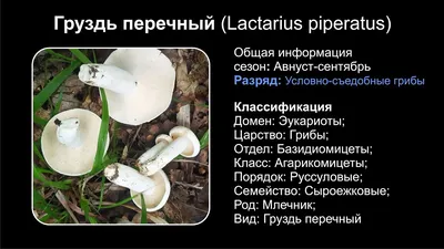 Гриб любит воду. Где искать белые и грузди в Нижегородской области? |  События | ОБЩЕСТВО | АиФ Нижний Новгород