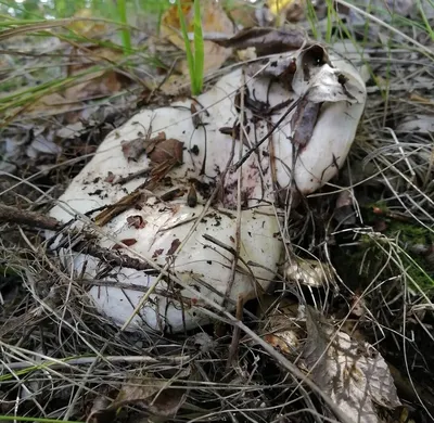 Мицелий Подгруздка белого / Груздь сухой (Russula delica)