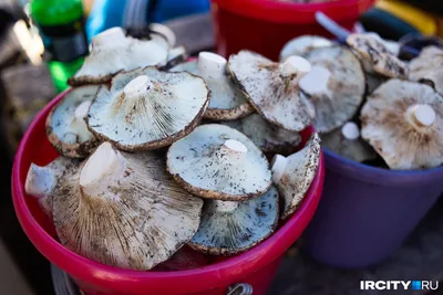 Груздь белый - Lactarius resimus - Грибы Уломы Железной