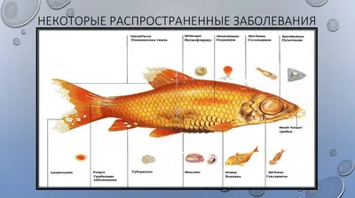 Грибковые и бактериальные заболевания аквариумных рыбок - презентация онлайн