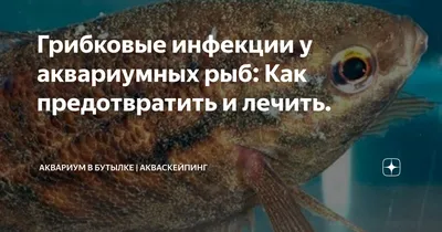 Симптомы болезней аквариумных рыб и их диагностика: фото и лечение